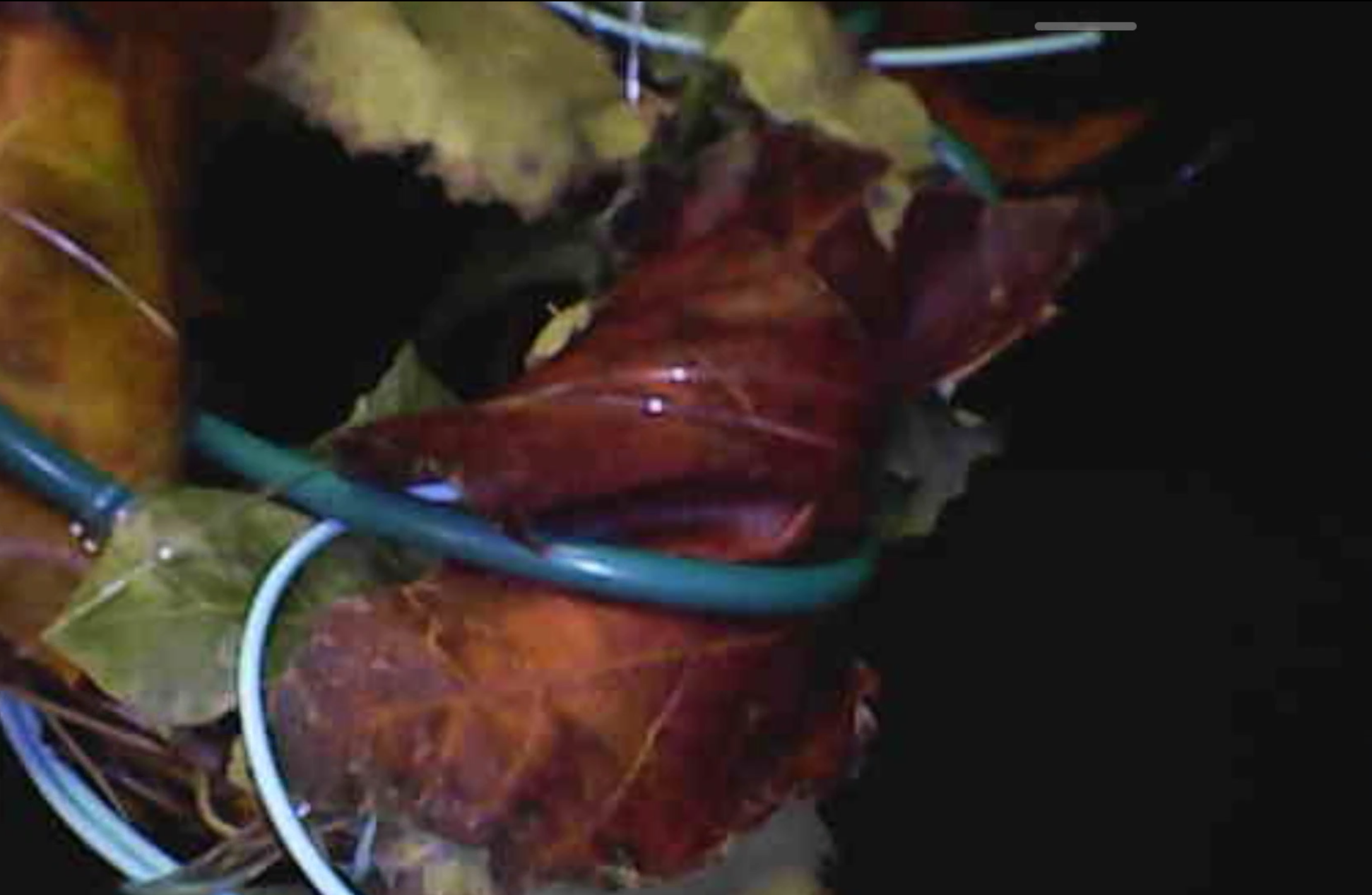 sabotage wires